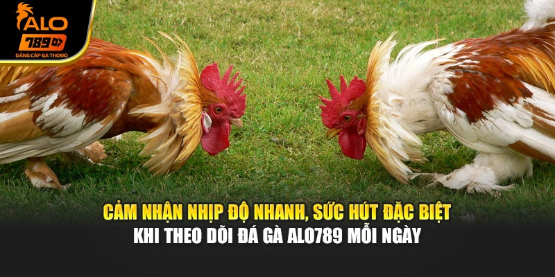 Cảm nhận nhịp độ nhanh, sức hút đặc biệt khi theo dõi đá gà Alo789 mỗi ngày