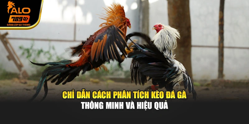 Chỉ dẫn cách phân tích kèo đá gà thông minh và hiệu quả