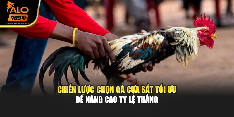 Chiến lược chọn gà cựa sắt tối ưu để nâng cao tỷ lệ thắng
