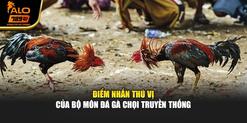 Điểm nhấn thú vị của bộ môn Đá gà chọi truyền thống