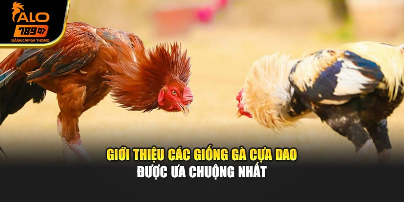 Giới thiệu các giống gà cựa dao được ưa chuộng nhất