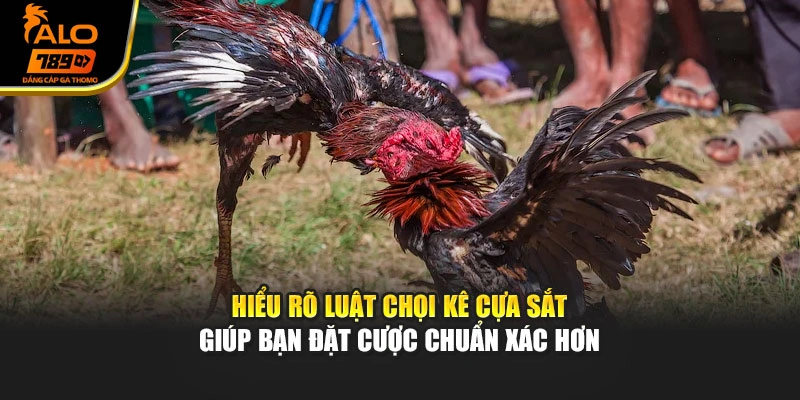 Hiểu rõ luật chọi kê cựa sắt giúp bạn đặt cược chuẩn xác hơn