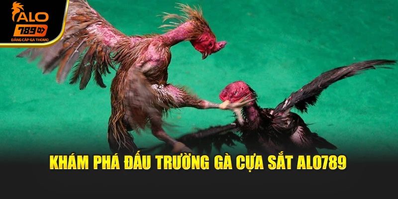 Khám phá đấu trường gà cựa sắt Alo789