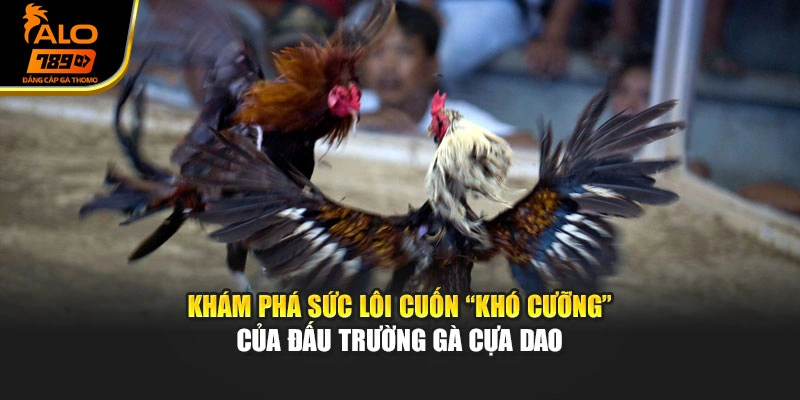 Khám phá sức lôi cuốn “khó cưỡng” của đấu trường gà cựa dao