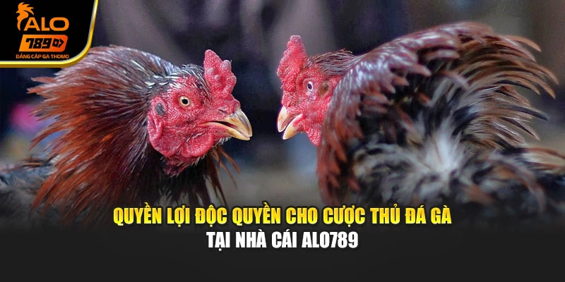 Quyền lợi độc quyền cho cược thủ đá gà tại nhà cái Alo789