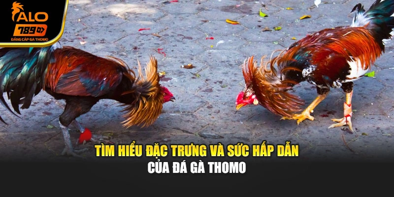 Tìm hiểu đặc trưng và sức hấp dẫn của đá gà Thomo