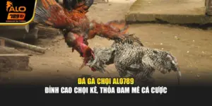 Đá Gà Chọi Alo789 - Đỉnh Cao Chọi Kê, Thỏa Đam Mê Cá Cược