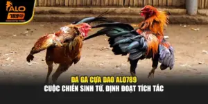 Đá Gà Cựa Dao Alo789 - Cuộc Chiến Sinh Tử, Định Đoạt Tích Tắc