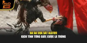 Đá Gà Cựa Sắt Alo789 - Kịch Tính Từng Giây, Cược Là Trúng