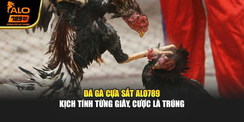 Đá Gà Cựa Sắt Alo789 - Kịch Tính Từng Giây, Cược Là Trúng