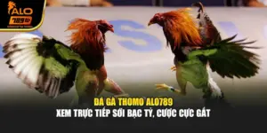 Đá Gà Thomo Alo789 - Xem Trực Tiếp Sới Bạc Tỷ, Cược Cực Gắt