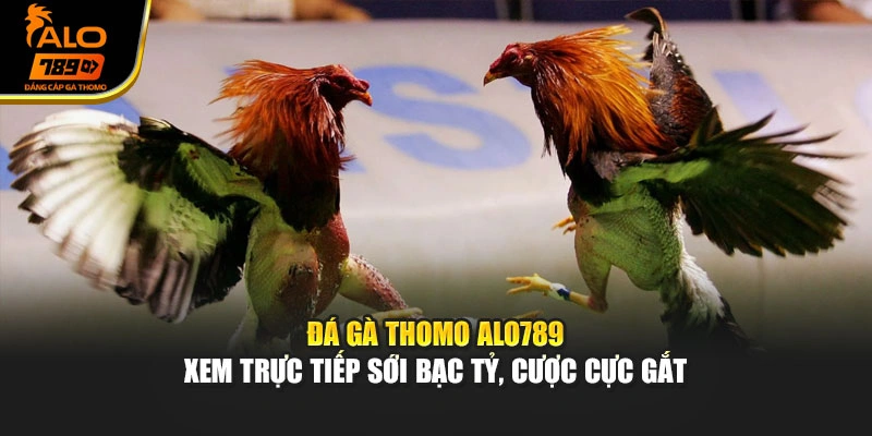 Đá Gà Thomo Alo789 - Xem Trực Tiếp Sới Bạc Tỷ, Cược Cực Gắt